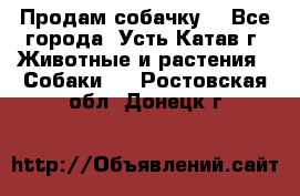 Продам собачку  - Все города, Усть-Катав г. Животные и растения » Собаки   . Ростовская обл.,Донецк г.